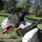 Bestseller! Agitation Dog Collar with Handle for Bull Terrier