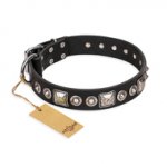 "Eternal Beauty and Style" FDT Artisan Black Designer Pet Collar