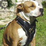 Padded Dog Harness for Amstaff of Luxury Design