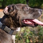 Soft Leather Dog Collars for Trendy Stafford