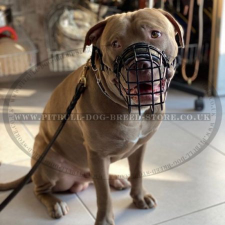 Wire Muzzle Rubber Covered for Pitbull, Ideal for Winter