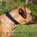 1.5 inch Leather Dog Collar for Cane Corso