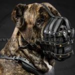 Dog Muzzle for Cane Corso of Leather for Everyday Use