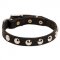 Small Dog Collar with Round Studs for Staffy, Bull Terrier Puppy