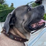 Cane Corso Leather Dog Collar of Royal Design