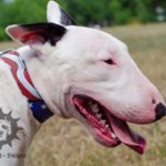Exclusive Dog Collar, "American Pride" Painting for Bull Terrier