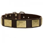 Wide Dog Collar with Massive Brass Plates for Staffy