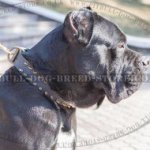 Cane Corso Collar Leather with Brass Spikes for Walking