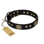 Staffordshire Dog Collar "High Fashion" FDT Artisan