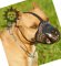 Designer Dog Muzzle with Barbed Wire Ornament for Pitbull