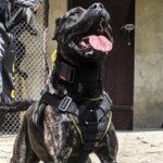 Extra Strong Sport Dog Harness for Bandog