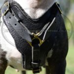 Bestseller! Padded Dog Harness Leather for Strong Bull Terrier