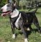 Leather Dog Harness for Bull Terrier Walking, Training, Tracking