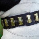 Trendy Dog Collar of Leather with Brass Plates for Amstaff