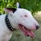 Spiked Dog Collar of Selected Natural Leather for Bull Terrier