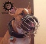 English Bull Terrier Muzzle for Socialising and Walking