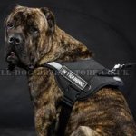 Cane Corso Training Harness Nylon Reflective with Patches