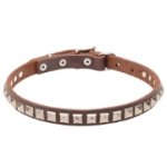 Narrow Pretty Dog Collar for Elegant Staffy and Pitbull