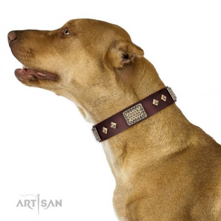 Bestseller! Pitbull Training Leather Collar of Extra Durability