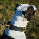 Spiked Pitbull Collar of Cool Impressive Design