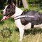 Reflective Dog Harness with Patches for Staffy Control, Nylon