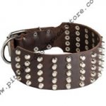 Wide Dog Collar with Studs for Pitbull, Staffordshire and Bully