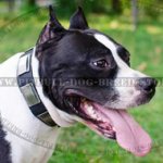 Stylish Leather Amstaff Collar with Nickel Plates Decoration