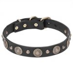 Fancy Dog Collar with Sunflowers & Half-Balls of Thick Leather