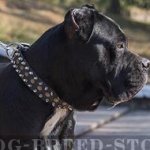 Cane Corso Dog Collar Leather, Spiked and Studded