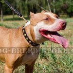 Pitbull Collar of Selected Leather with Studded Decoration