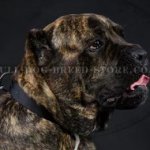 Training Collar for Cane Corso of Classic Design in Nylon