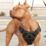 Dog Training Harness of Nylon with Handle and Soft Padding