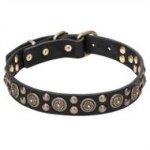 Pitbull Collar Leather with Bohemian Design Brass Studs