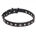 Pitbull Dog Collar of Leather with Stars and Studs for Walking