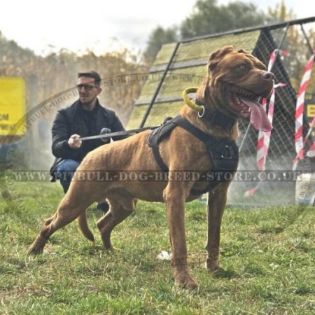 Dog Collar with Handle for American Bandogge