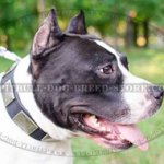Fancy Dog Collar with Nickel Plates for Amstaff