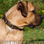 Cane Corso Leather Dog Collar with Plates and Spikes