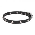 Cosmic Style Thin Dog Collar with Shiny Studs