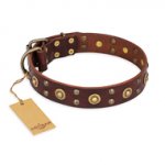 "Caprice of Fashion" FDT Artisan Brass Studded Brown Dog Collar