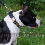 Ultimate Dog Collar for Amstaff with Spikes & Plates