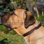 Leather Dog Collar of 1" Width with Nickel-plated Hardware