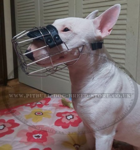 English Bull Terrier Muzzle for Socialising and Walking