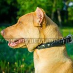 Studded Dog Collar for Pitbull Walks in Style