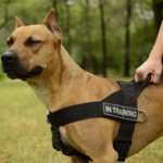 Bestseller! ID Dog Training Harness for Staffordshire