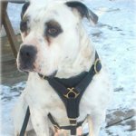 Leather Dog Harness for Tracking & Training