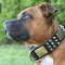 Magnificent Pitbull Collar with Brass Massive Plates and Spikes