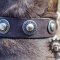 Bestseller! Designer Leather Dog Collar for Staffy with Circles