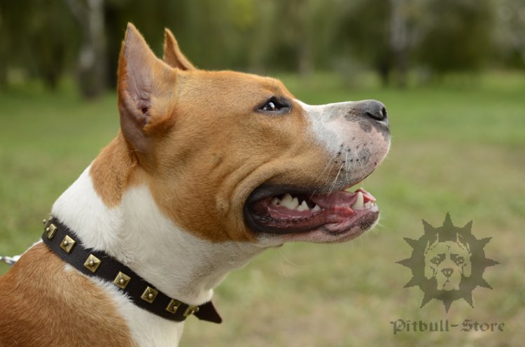 Leather Dog Collar for Amstaff Walking with Square Brass Studs