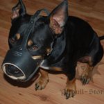 Staffordshire Bull Terrier Muzzle, Leather Nappa Padded