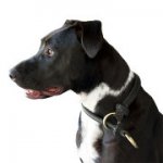 Pitbull Choke Collar for Training and Dog Shows